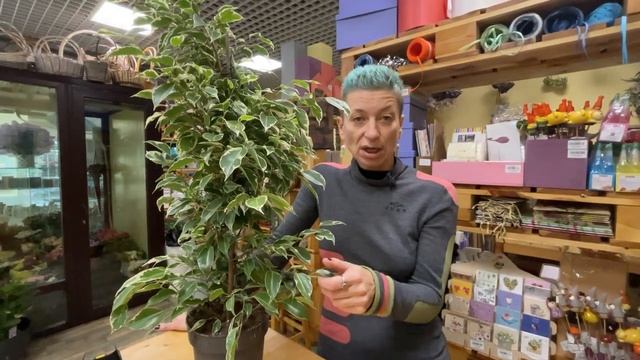 Фикус бенджамина Твилайт - пестролистный сорт фикуса | Говорящее растение | Как понять фикус смотреть онлайн