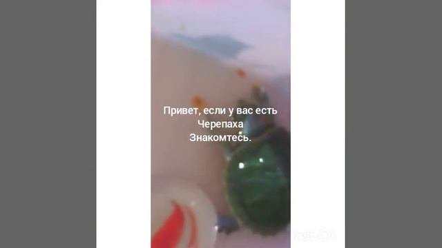 Красноухая черепаха)