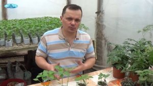 РАССАДА ПЕРЦА-ПРОБЛЕМЫ ПРИ ВЫРАЩИВАНИИ И КАК ИХ УСТРАНИТЬ.