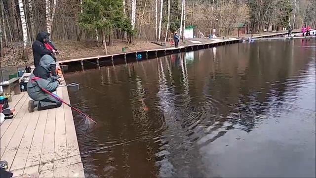 Отличный клёв форели после запуска. Клёвое место, Лосиный остров, спорт - зона. смотреть онлайн