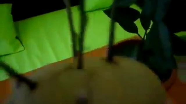 Прививка мандарина в домашних условиях Обмен опытом ч 1 смотреть онлайн