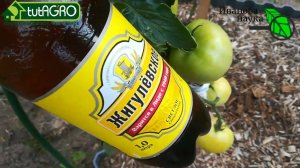 Холодает? Фитофтороз не придет и томаты не придется рвать зелёными, если использовать это средство.