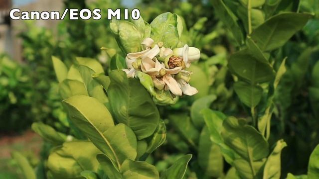 Test Canon EOS M10 mirrorless với khả năng quay video khá tốt cho các Vlogger - JamViet.com смотреть онлайн