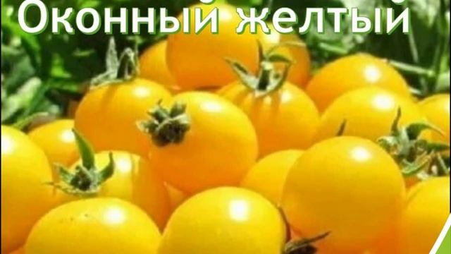 Семена томатов для балкона и подоконника. Комнатные томаты - новые сорта смотреть онлайн
