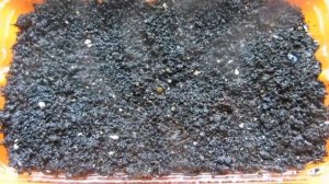 Как ускорить и повысить всхожесть семян земляники.