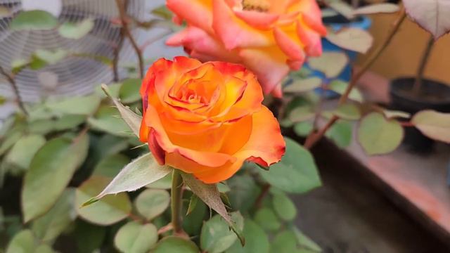 High & Magic #rose At My #terracegarden