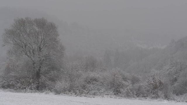 4K HDR Forest Snow - Peaceful Snowing - Relaxing Winter Ambiance - Heavy Snowfall - Snowy Trees
