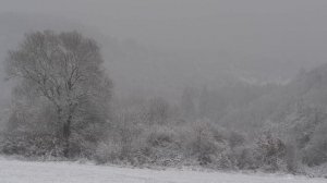 4K HDR Forest Snow - Peaceful Snowing - Relaxing Winter Ambiance - Heavy Snowfall - Snowy Trees