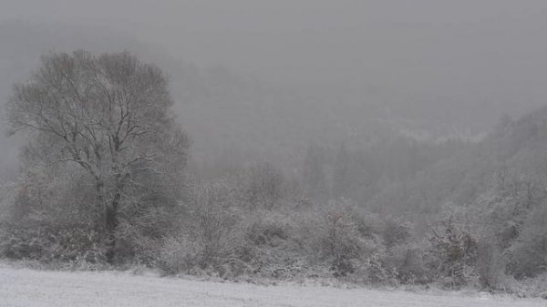 4K HDR Forest Snow - Peaceful Snowing - Relaxing Winter Ambiance - Heavy Snowfall - Snowy Trees