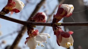 Цветущий абрикос. Абрикос весной. Абрикосовое дерево. Как цветет абрикос. Абрикос в цвету.