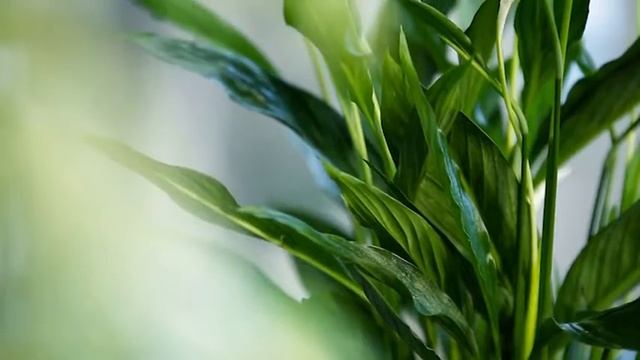 Зелёный дом: выращиваем спатифиллум смотреть онлайн