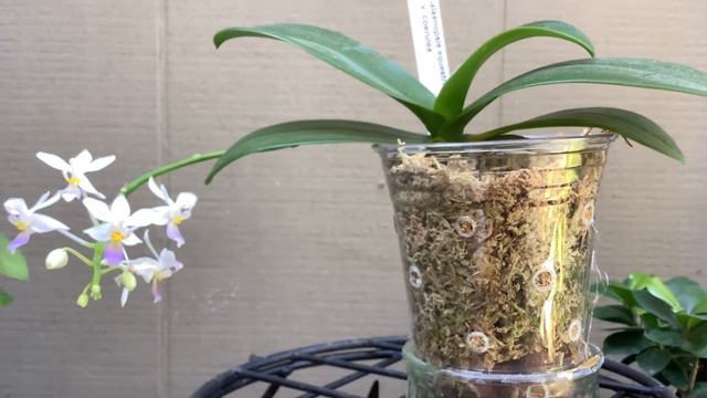 灵动热情的蓝色姬蝴蝶兰 Phalaenopsis Equestris v. Coerulea Orchid смотреть онлайн