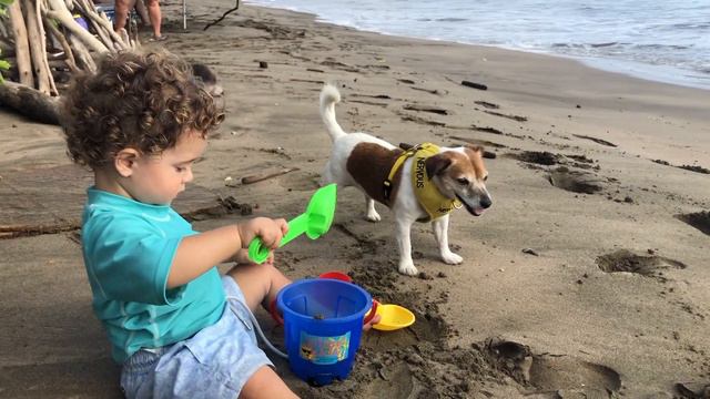 How to Avoid Pet Quarantine in Hawaii | Cost for Airport Release, How Long it Takes & Our Experienc смотреть онлайн