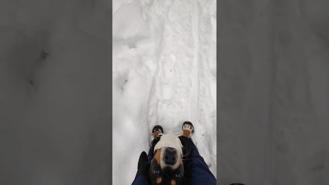 Моника выполняет команды #энтлебухер #моника #дрессировкасобаки смотреть онлайн