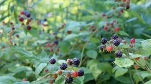 Черная малина — посадка и уход