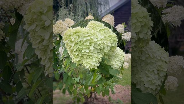 Лайм Лайт&Литл Лайм