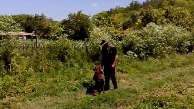 Курцхаар Arso Of Aris Cane Corso 11 06 2012г.Апорт на космат дивеч смотреть онлайн