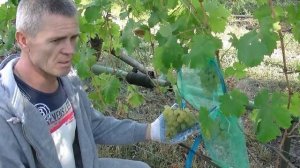 Виноград Бажена на 19 сентября 2016 г