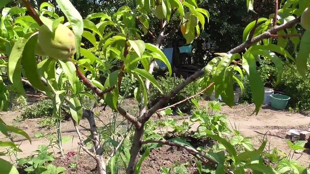 Персик плохо растёт. смотреть онлайн