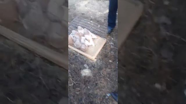 29.02.2020 Ярмарка голубей г.Курск смотреть онлайн