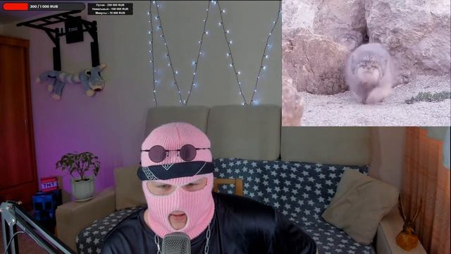 Смотрю 10 часов - Один манул, два манула... 15000 манулов