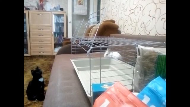 Содержание кроликов карликовых пород в квартире !? Часть 2-я. смотреть онлайн