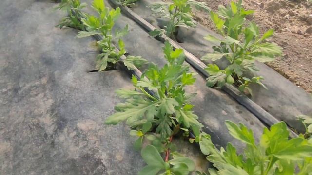 Хризантема.1 июля 2022 год. смотреть онлайн