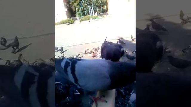 голубь насрал как дракон смотреть онлайн