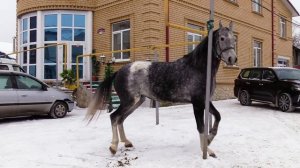 цыганские кони