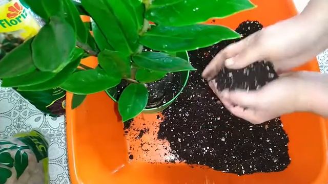 КАК ПЕРЕСАДИТЬ ЗАМИОКУЛЬКАС-ТОЛЬКО ТАК. смотреть онлайн