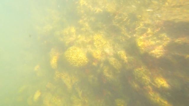 Адлер. Тёплое море ☼ Рапаны и Крабы .. смотреть онлайн