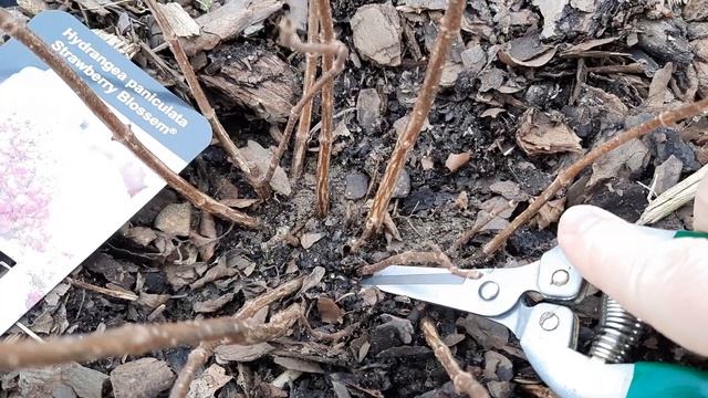 Обрезка молодых гортензий метельчатых DIAMANTINO, STRAWBERRY BLOSSEM, SUMMER LOVE. 15.02.2022 смотреть онлайн