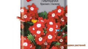 Вербена гибридная Красная с глазком ? обзор: как сажать, семена вербены Красная с глазком
