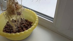 Алоказия на гидропонике проращивает клубни в керамзите: достаем и пересаживаем