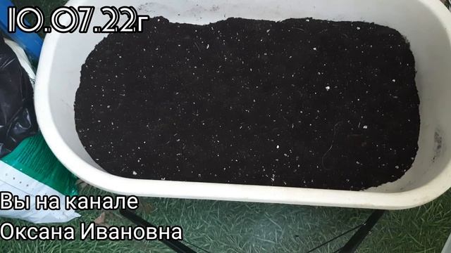 65. Урожай картофеля на балконе. Попытка номер 3. смотреть онлайн