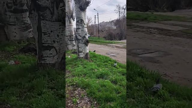 ??. Запорожье. 04.04.23 ? Прогулка по улице Почтовой (Горького) от ул Грязнова до ул Первая Литейна смотреть онлайн