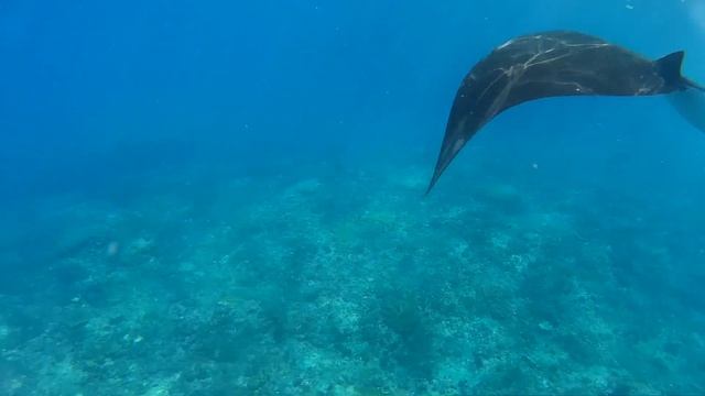 Nusa penida, cristal bay, mants смотреть онлайн