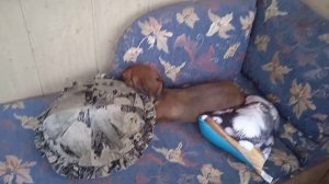 Собаке  надоели игрушки