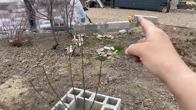 24.04.22. Посеяла семена туй. Весенние пересадки. смотреть онлайн