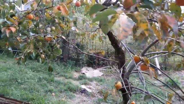 Сочи Участок на Мацесте за 1,1 млн рублей смотреть онлайн