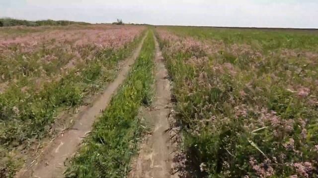 Поездка на запретную территорию высохшего Каспийского моря смотреть онлайн