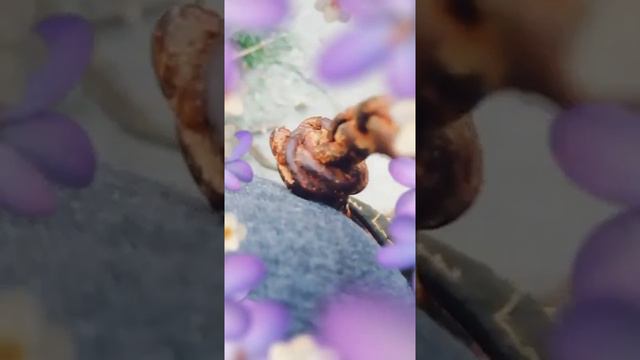 Два пекинеса гуляют смотреть онлайн