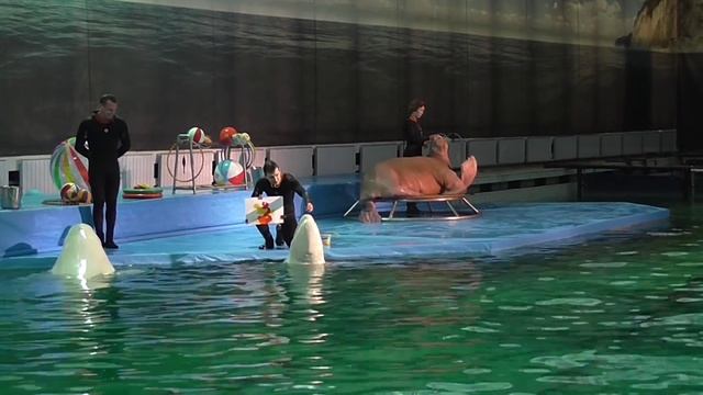 белуха рисует (дельфинарий Санкт-Петербург) смотреть онлайн