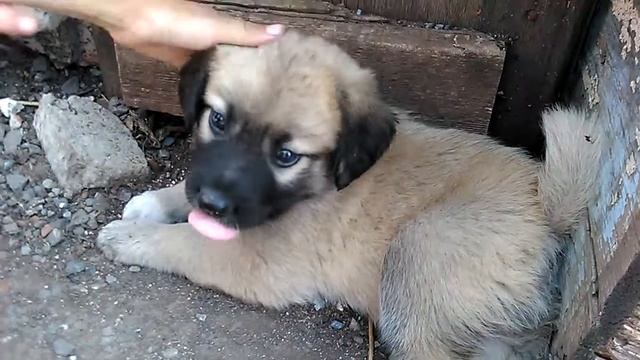 Мой щенок смотреть онлайн