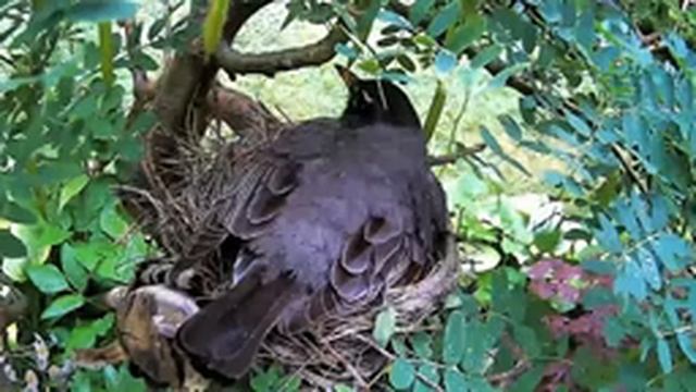 2021 June 11 Mama robin 4 eggs. Hatches: June 6/7/9, 2021. Ripley, Ontario CA AtHomeFriendlyTecGu смотреть онлайн