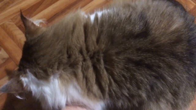 Сибирский кот Потап. Разбудили смотреть онлайн