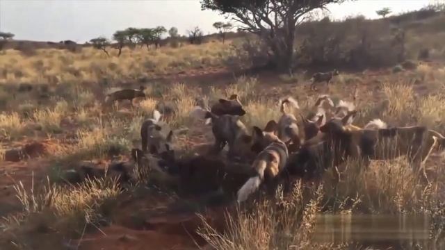 Гиена охота видео смотреть онлайн