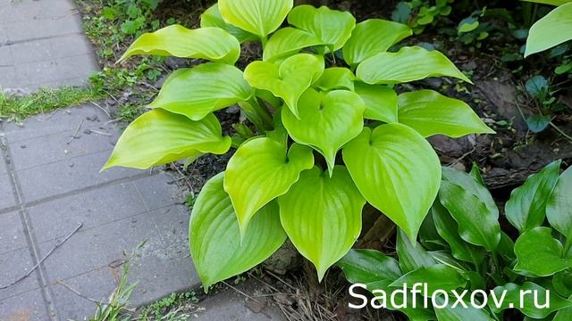 Одна из самых блестящих желтых хост, хоста Апплетини (Appletini) смотреть онлайн