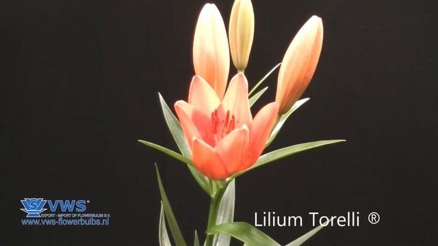 Lilium Torelli