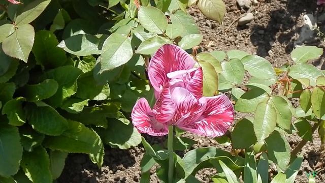 Банчены май 2015г смотреть онлайн